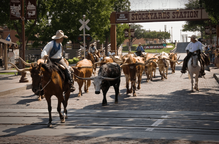 Cattle drive with cowboys on horses at Stockyards Station, Texas.